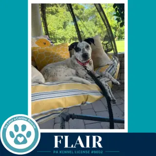 Flair (Speckled Six) 082226