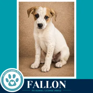 Fallon (Speckled Six) 082226