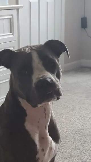 CD:Ruger