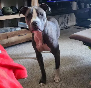 CD:Ruger