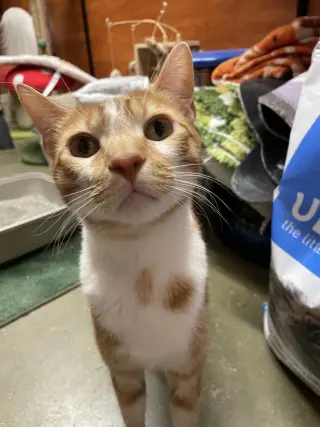 Cal