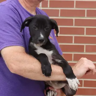 Adorable Labs Zorro