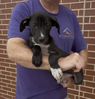 Adorable Labs Zorro