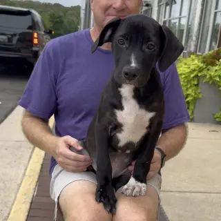 Adorable Labs Zorro