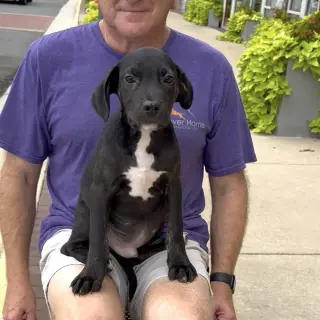 Adorable Labs Roy