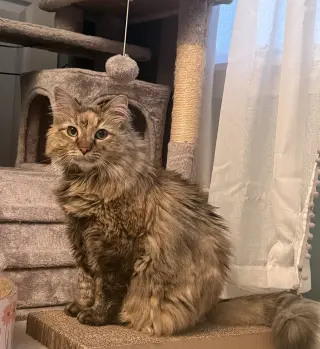 Willow