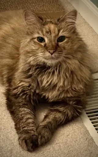 Willow