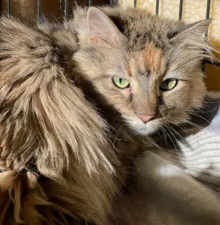 Willow