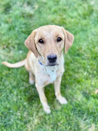 Mama Indie