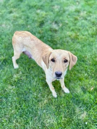 Mama Indie
