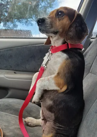 Lucy-loo