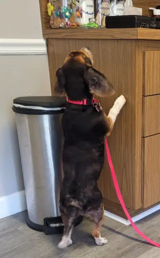 Lucy-loo