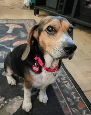 Lucy-loo