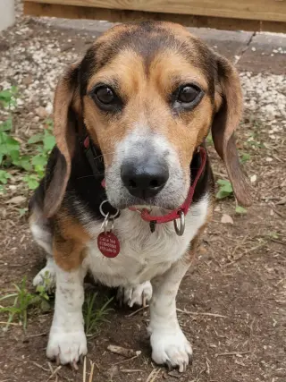 Lucy-loo