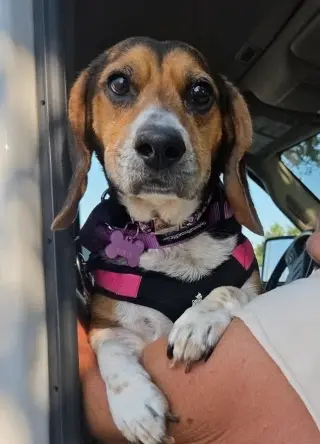 Lucy-loo