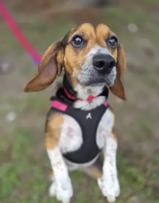 Lucy-loo