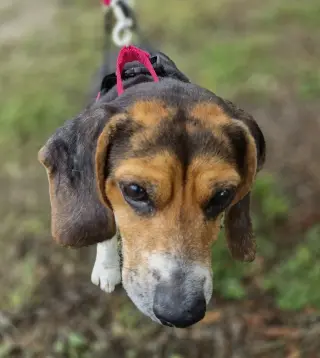Lucy-loo
