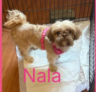 Nala