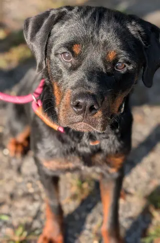 Yogi