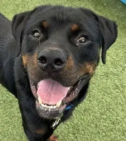 Yogi