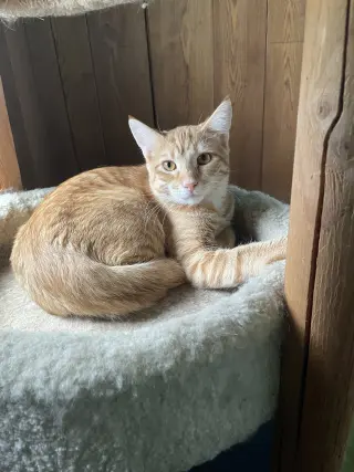 Maurice