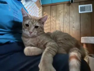 Maurice