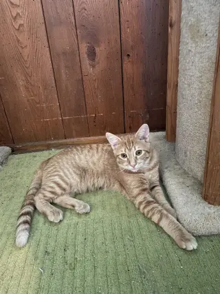 Maurice