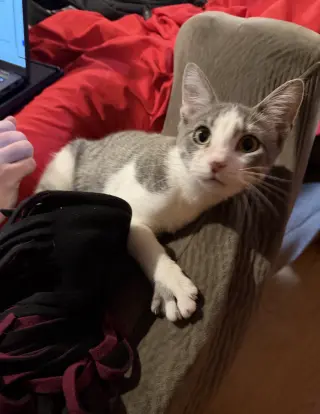 Ringo