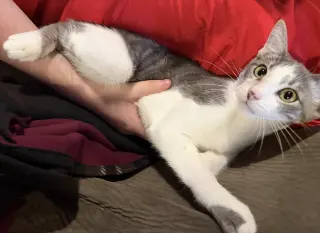 Ringo
