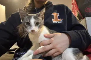 Ringo