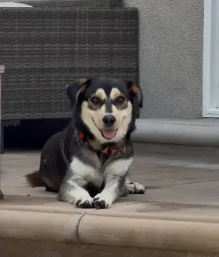 Heidi