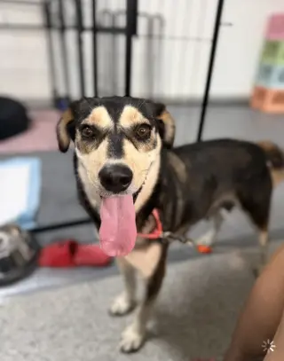 Heidi