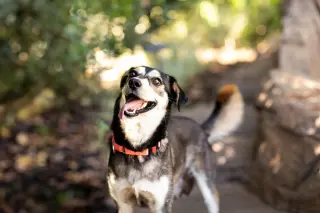 Heidi