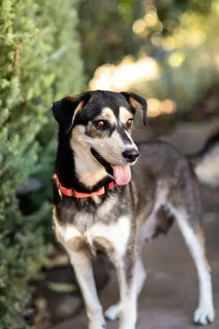 Heidi
