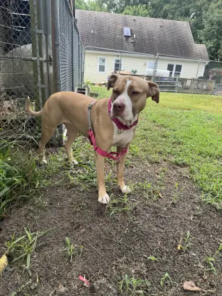 Macy May