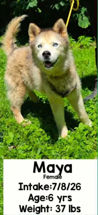 Maya