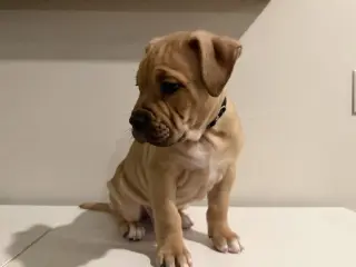 Bennet