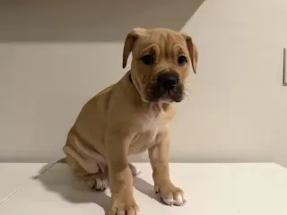 Bennet
