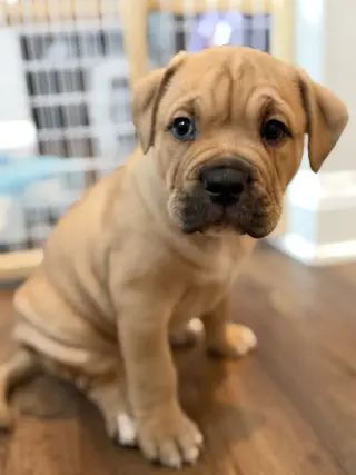 Bennet