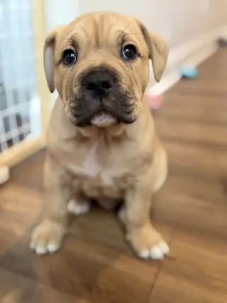 Bennet