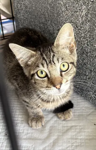 Odysseus