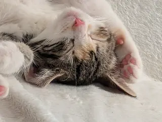 Libby