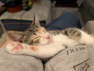 Libby