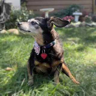 Isadora