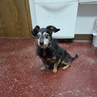 Isadora