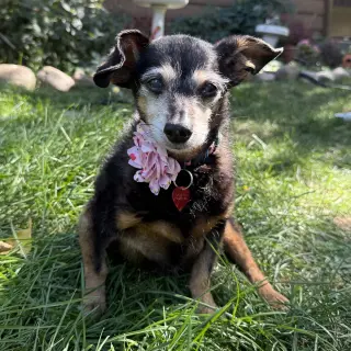 Isadora