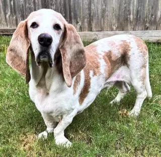 GILBERT - ADOPTION PENDING!