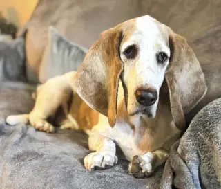 GILBERT - ADOPTION PENDING!