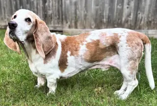 GILBERT - ADOPTION PENDING!