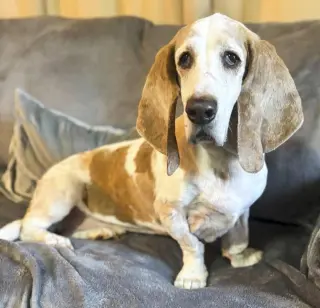GILBERT - ADOPTION PENDING!